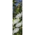 ROS50 59x135 naklejka na okno wzory roślinne - paprocie