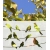 ROZ26 70x47 naklejka na okno wzory zwierzęce - ptaki